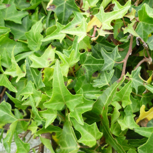 Hedera Helix Sagittifolia - Lierre d'ornement