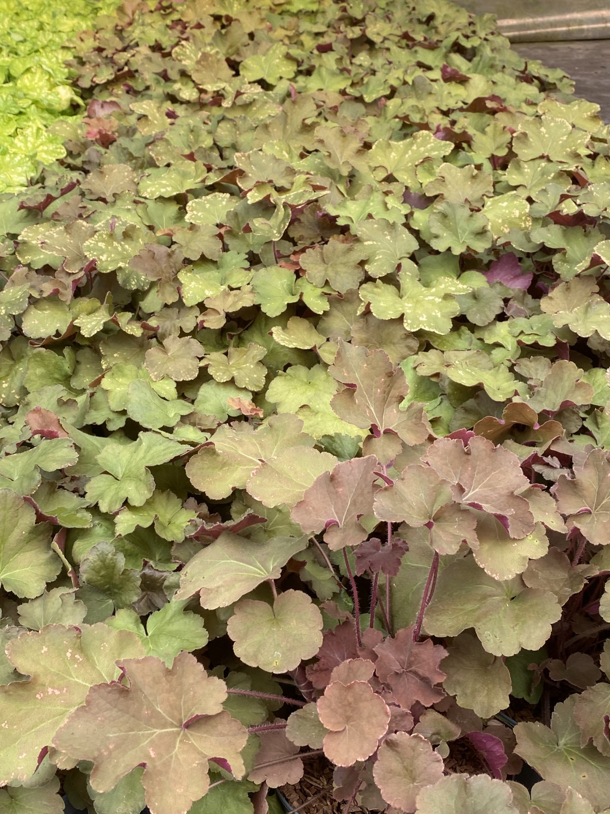 Heuchera Caramel à la Pépinière de Penhouët
