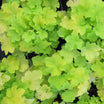 Heuchera Citronella - Heuchère Citronelle - Volume 3L / 15-20cm