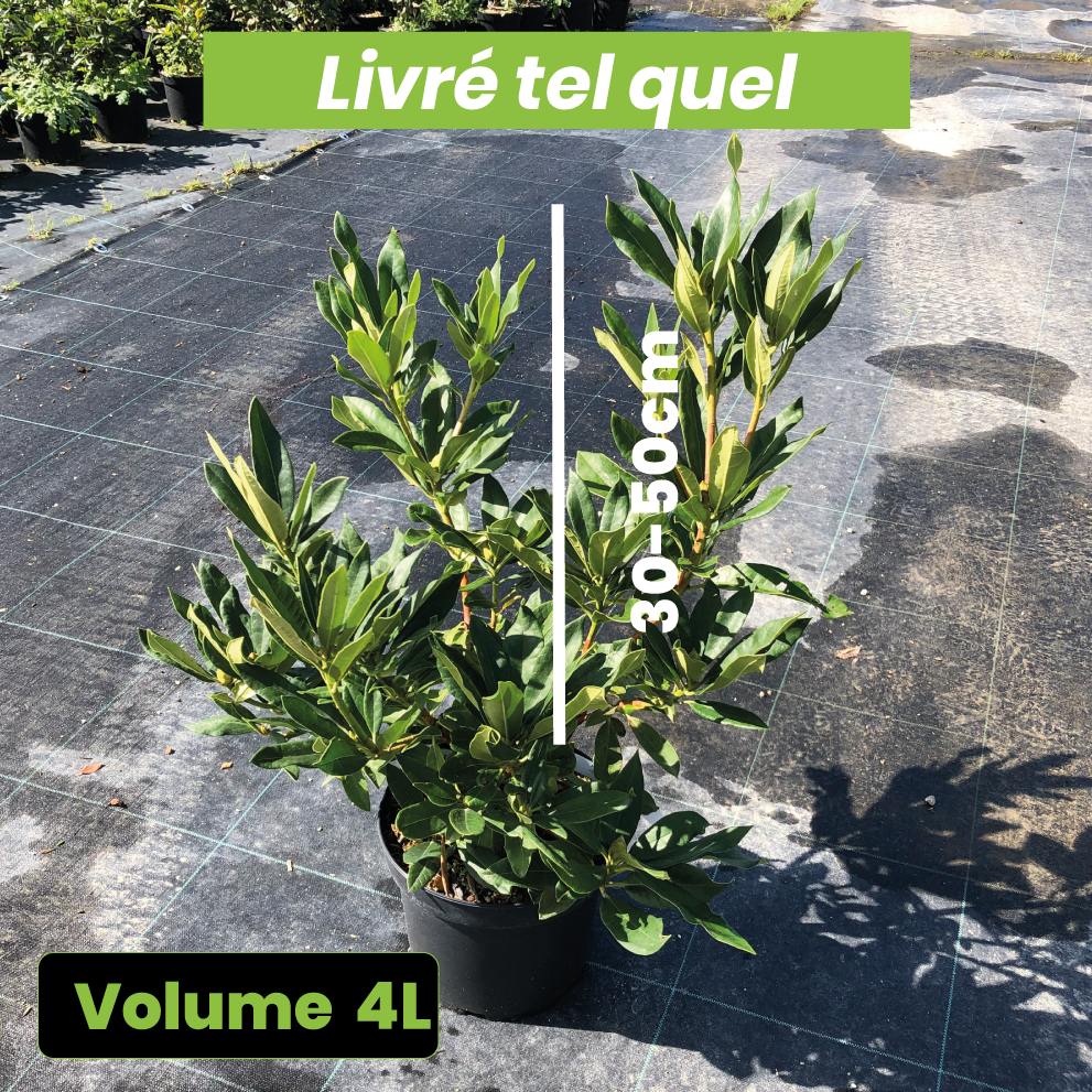 Rhododendron x Fenbeyum - Volume 4L / 30-50cm