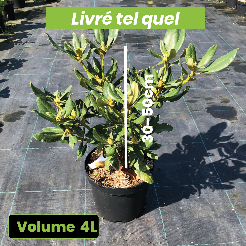 Rhododendron Nova Zembla - Volume 4L / 30-50cm