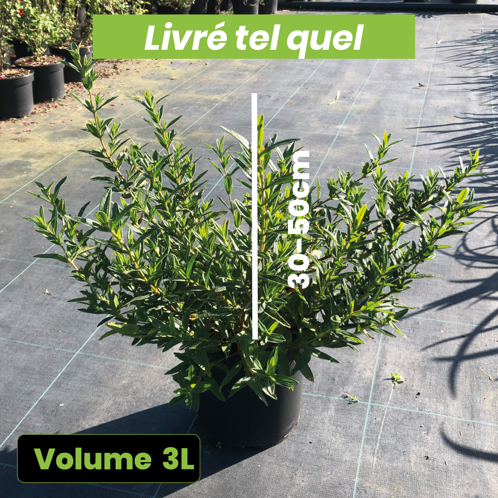 Cistus (x) lusitanicus Decumbens - Volume 3L / 30-50cm