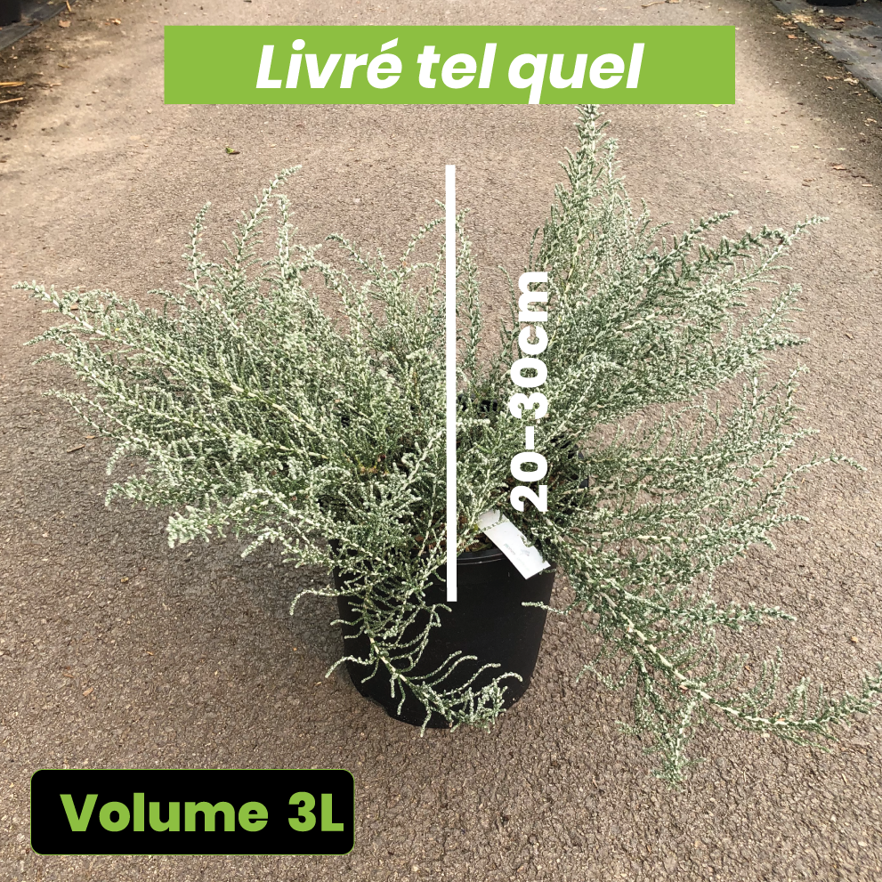 Olearia Lepidophylla Silver Knight - Volume 3L / 20-30cm