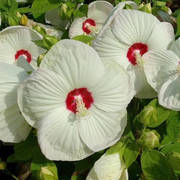 Hibiscus Moscheutos Blanc Coeur Rouge - Volume 3L / 30-40cm