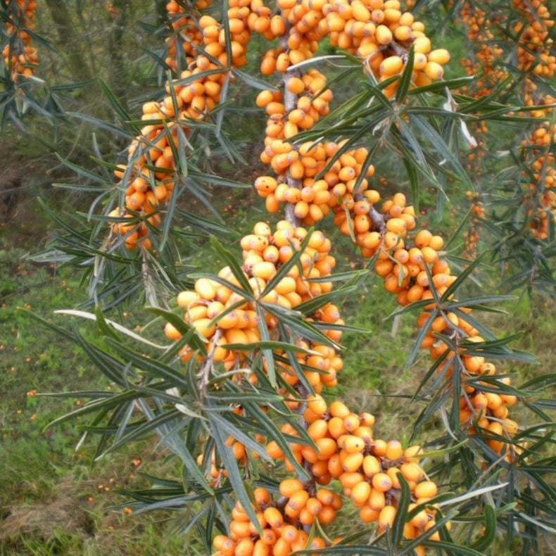 Hippophae Rhamnoides Hergo - Argousier femelle - Volume 3L / 20-30cm