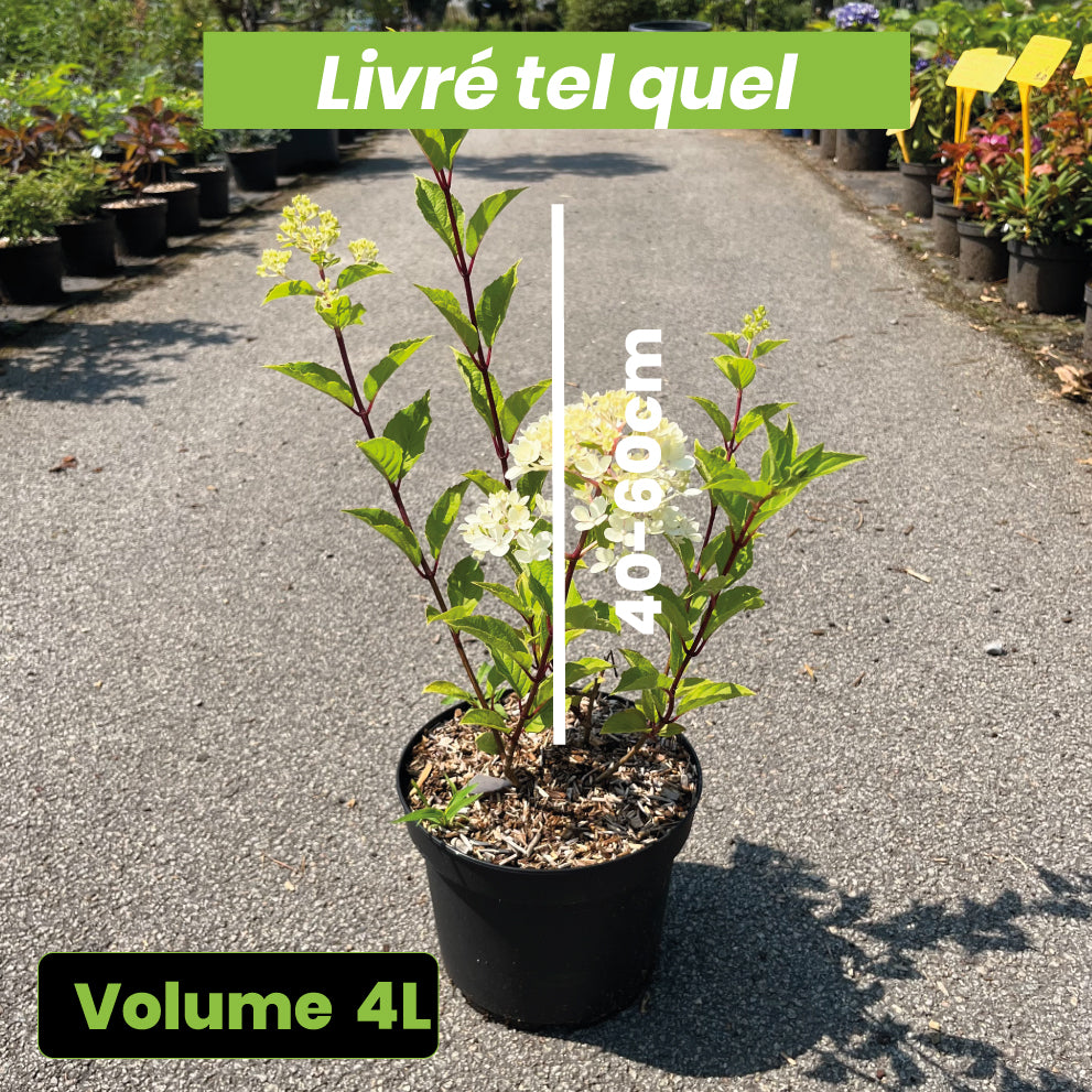 Hydrangea Paniculata Vanille Fraise - Hortensia Paniculé - Volume 4L / 40-60cm