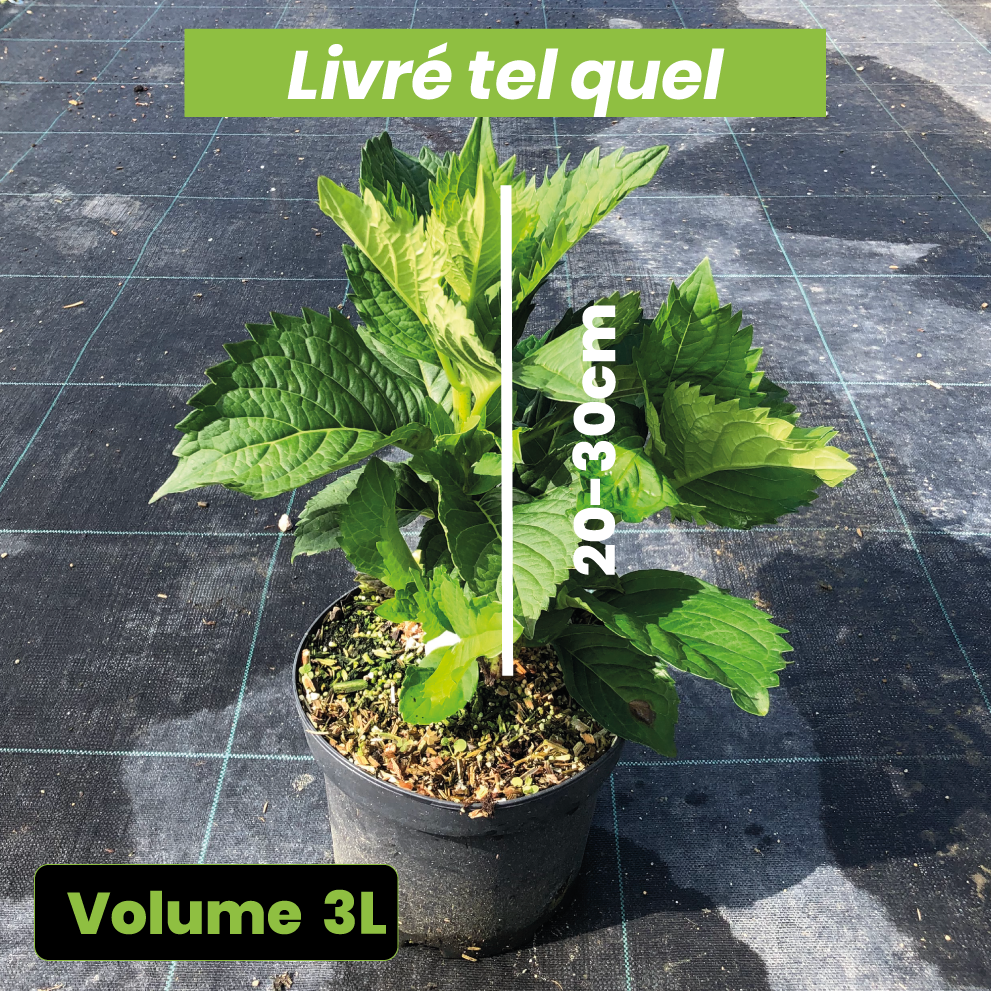 Hydrangea Macrophylla 'Europa' - Hortensia - Volume 3L / 20-30cm
