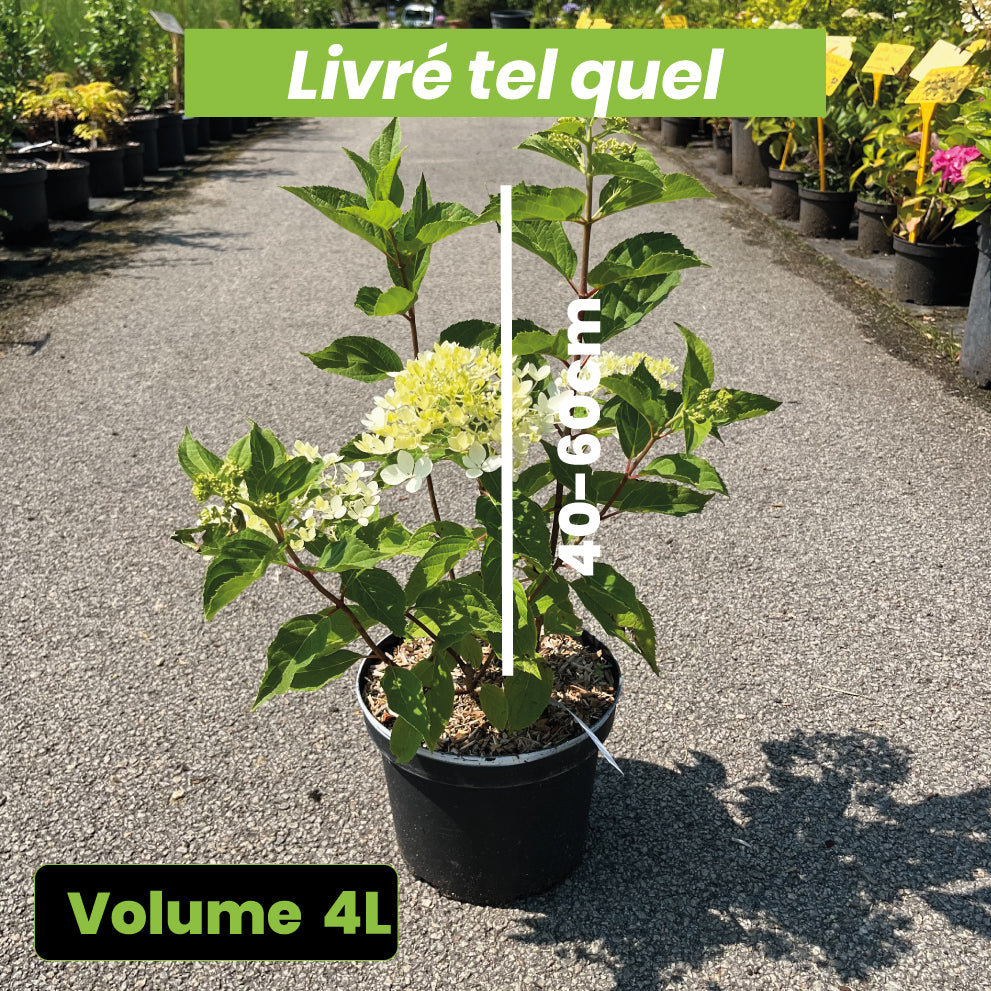 Hydrangea Paniculata Phantom - Hortensia Paniculé - Volume 4L / 40-60cm
