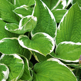 Hosta x Patriot