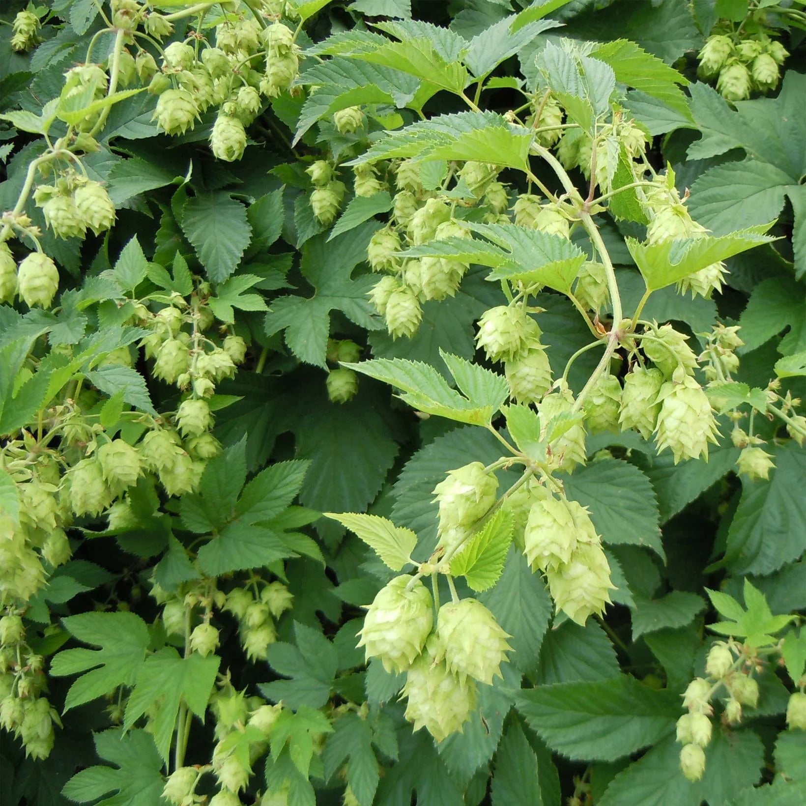 Humulus Lupulus - Houblon - Volume 3L / 40-60cm