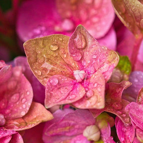 Hydrangea macrophylla Rosita