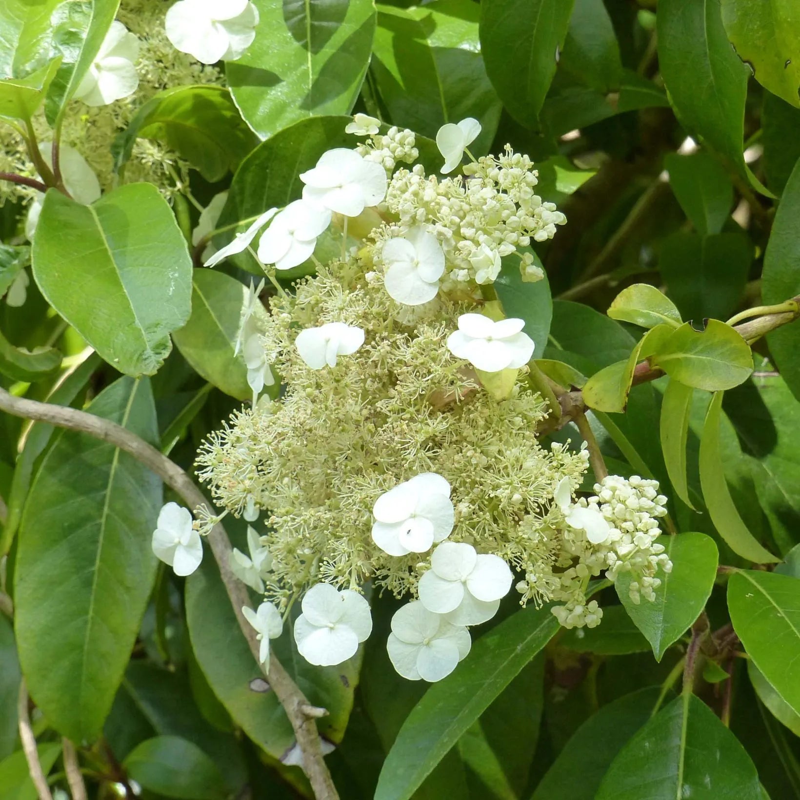 Hydrangea Seemanii - Hortensia grimpant - Volume 3L / 30-40cm