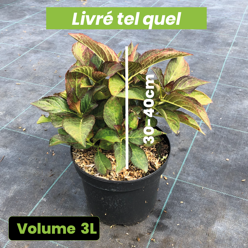 Hydrangea Macrophylla You and Me 'Miss Saori' - Volume 3L / 30-40cm