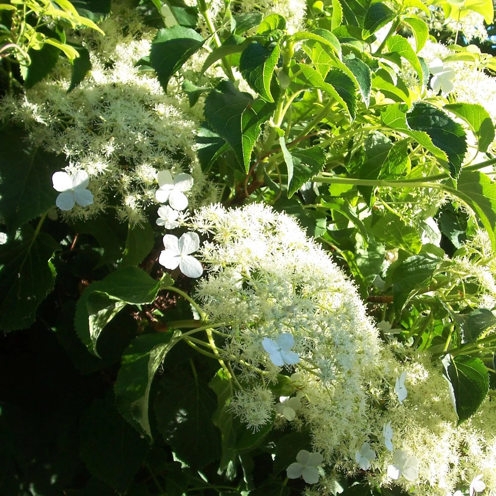 Hydrangea Petiolaris - Hortensia Grimpant - Volume 3L / 30-40cm