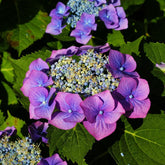 Hydrangea macrophylla blaumeise