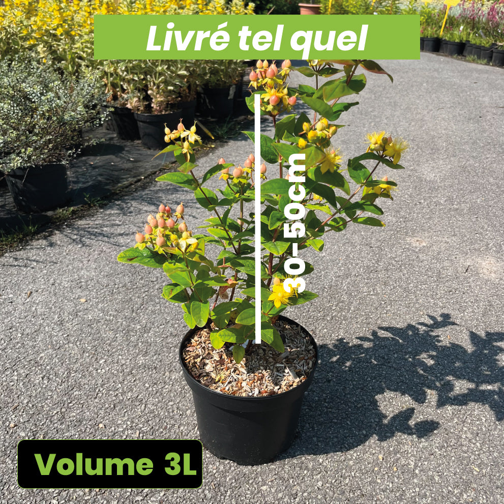 Hypericum Inodorum Magical Beauty - Millepertuis - Volume 3L / 30-50cm