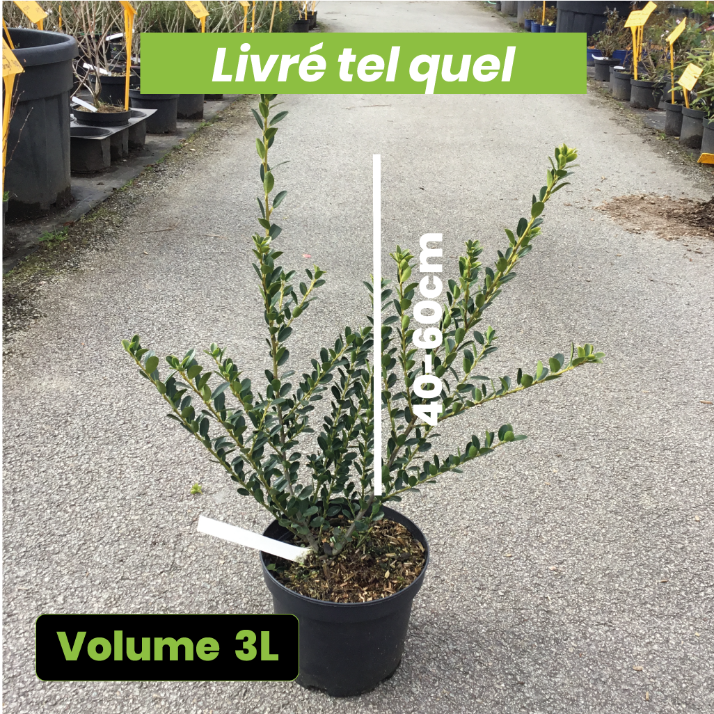 Ilex Crenata Green Edge - Houx crénelé - Volume 3L / 40-60cm