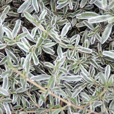 Coprosma Kirkii Variegata
