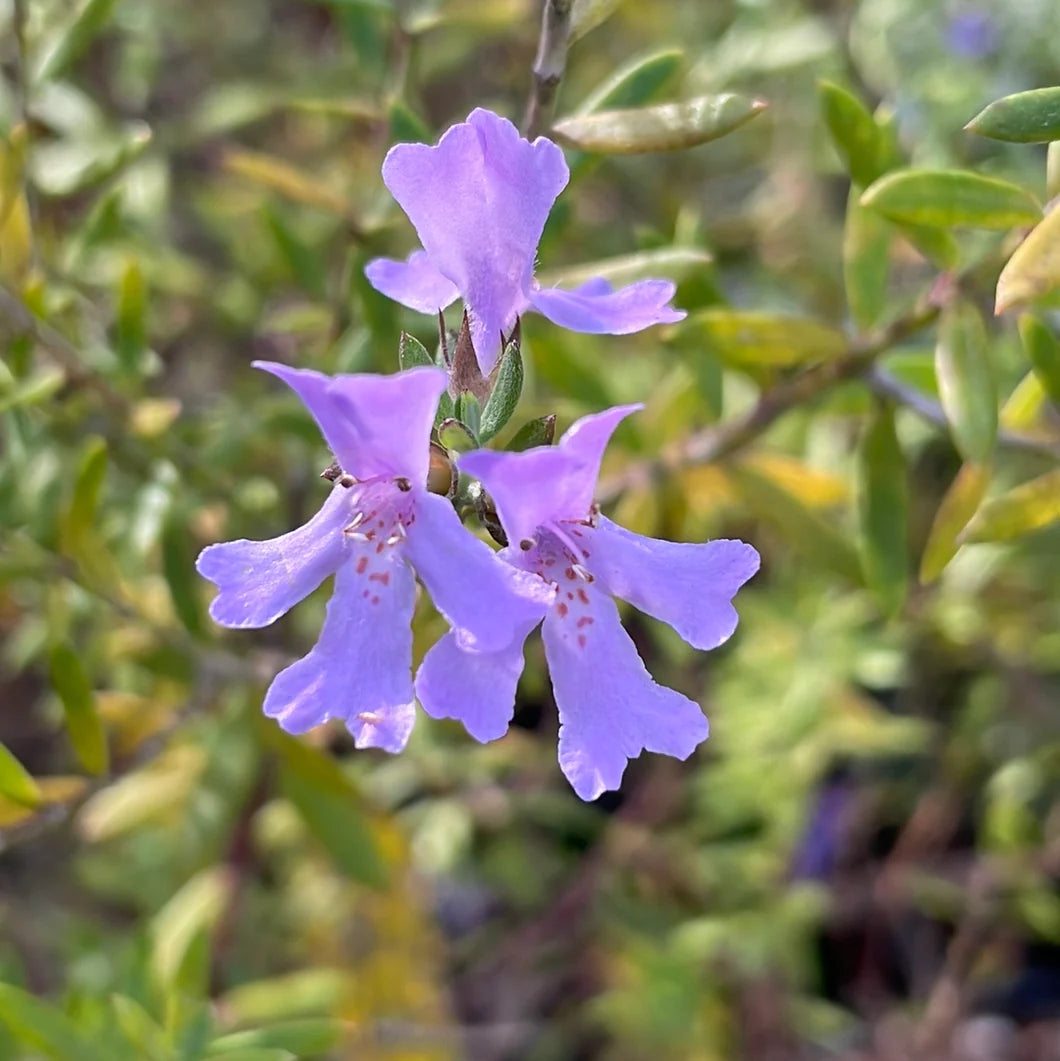 Westringia Fruticosa Blue Gem - Romarin australien - Volume 3L / 30-40cm