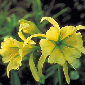 Hymenocallis Festalis - Ismène Sulphur Queen
