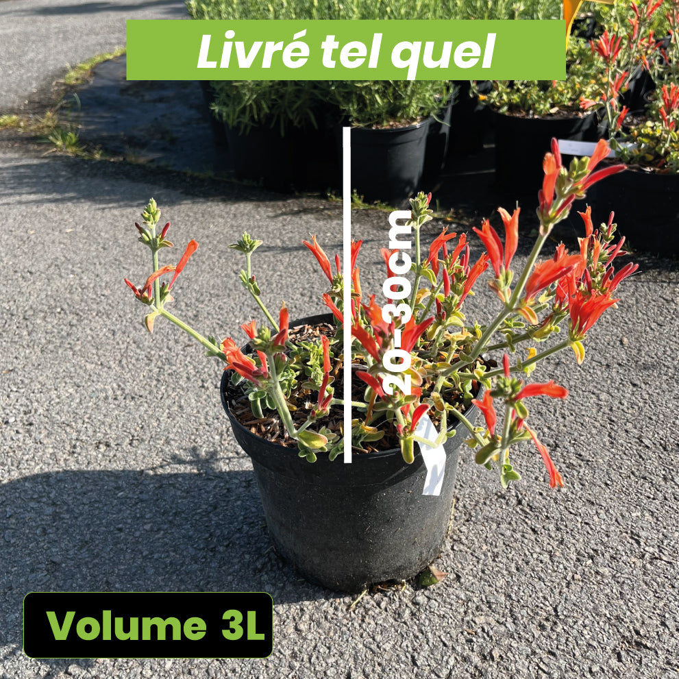 Jacobinia Suberecta Orange - Volume 3L / 20-30cm