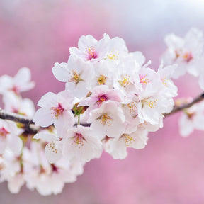 Prunus Incisa Kojo No Mai - Cerisier à fleurs nains du Japon
