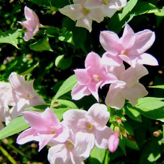 Jasminum stephanense - Volume 3L / 40-60cm