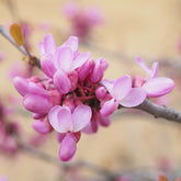 Cercis Avondale - Arbre de Judée