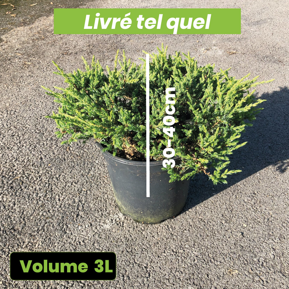 Juniperus Communis Repanda - Genévrier Commun