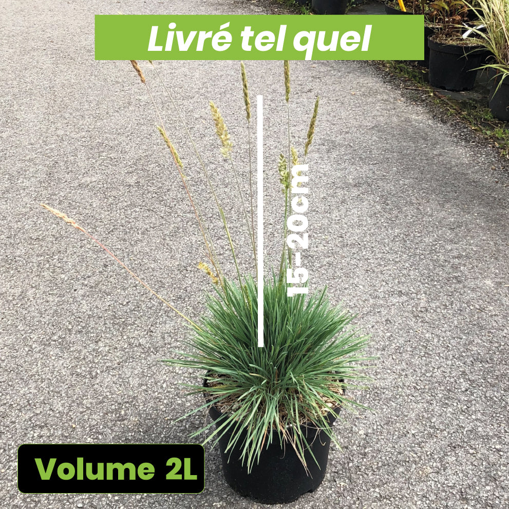 Koeleria Glauca - Koélérie Bleue - Volume 3L / 15-20cm