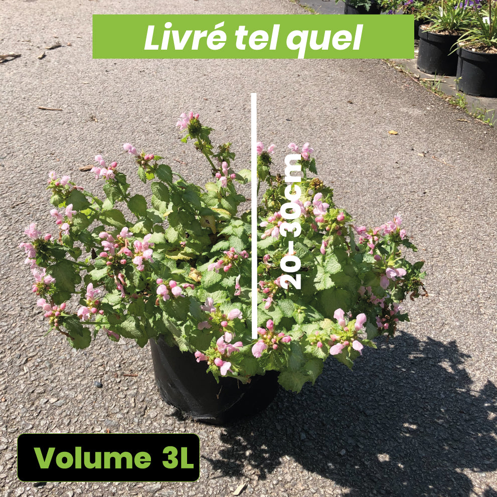 Lamium Maculatum Pink Pewter - Lamier Rose - Volume 3L / 20-30cm