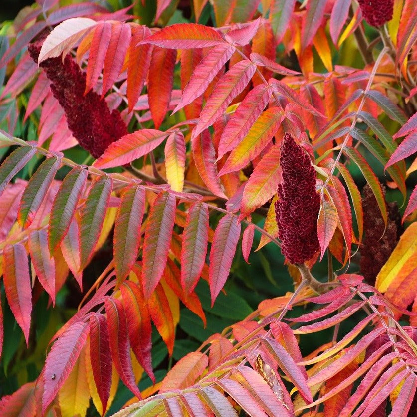 Rhus Typhina Tiger Eyes - Volume 4L / 30-50cm