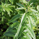 Lippia Citriodora - Verveine Citronnelle