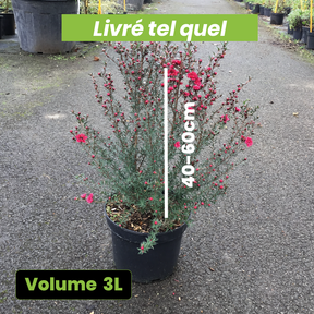 Leptospermum Scoparium Rouge Double