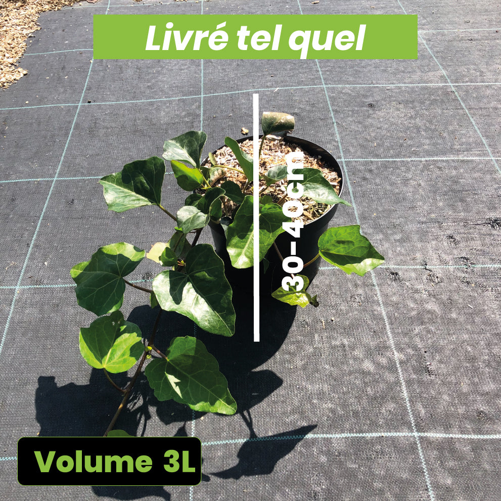 Hedera Algeriensis Bellecour - Lierre couvre-sol - Volume 3L / 30-40cm
