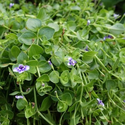 Lindernia Grandiflora - Lindernie à grandes fleurs - Volume 3L / 20-30cm