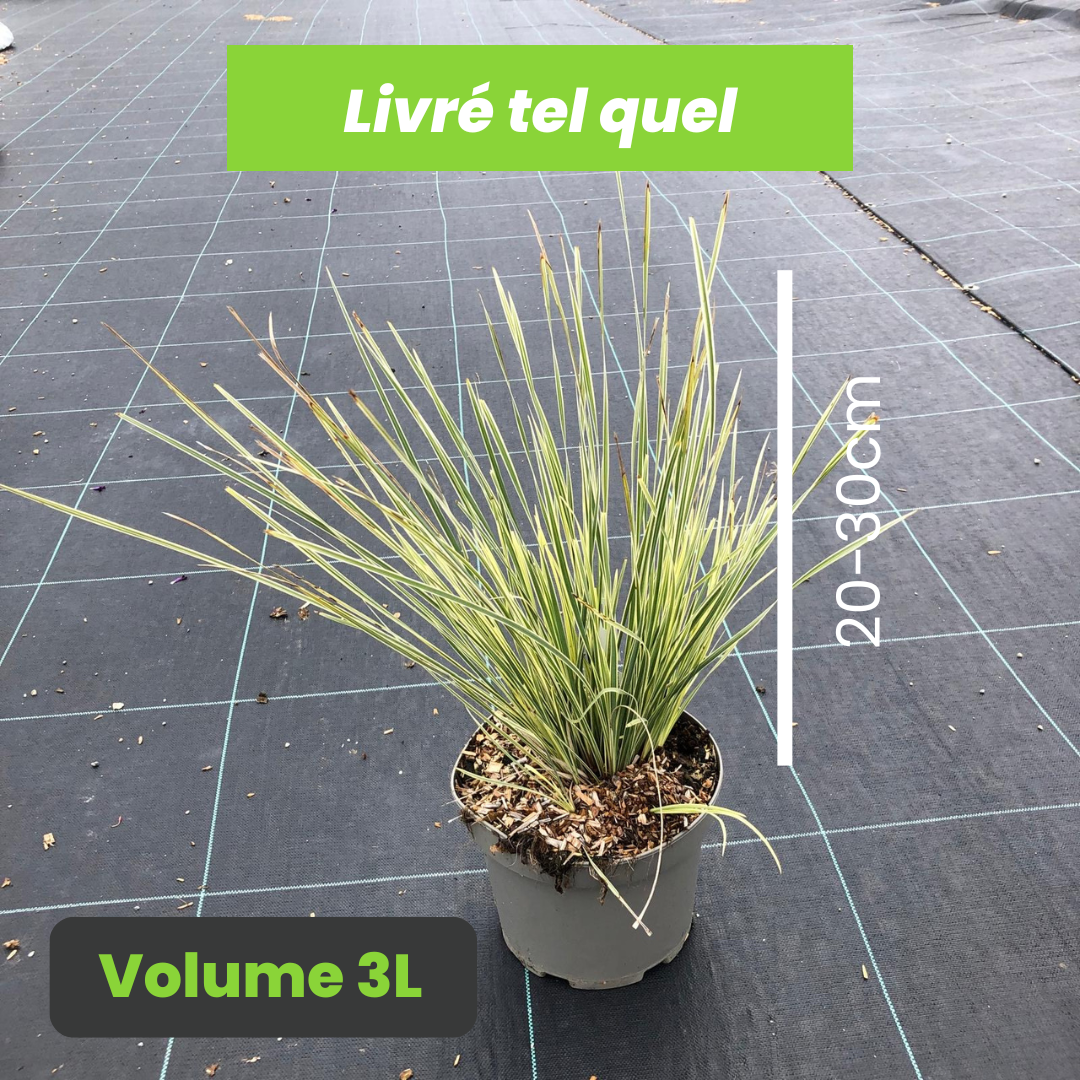 Lomandra Longifolia White Sands - Volume 3L / 20-30cm