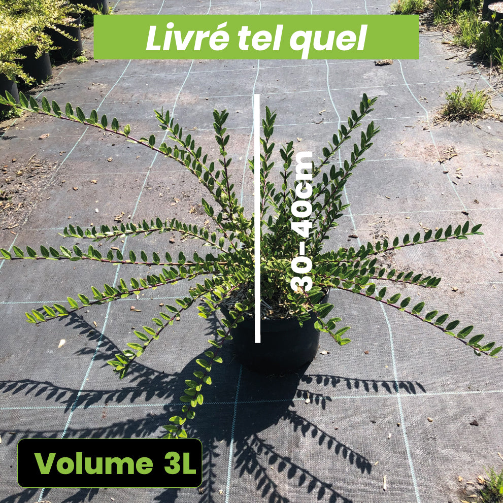 Lonicera Pileata - Chèvrefeuille à cupule - Volume 3L / 30-40cm