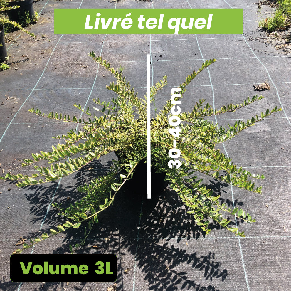Lonicera Nitida 'Lemon Beauty' - Chèvrefeuille arbustif - Volume 3L / 30-40cm