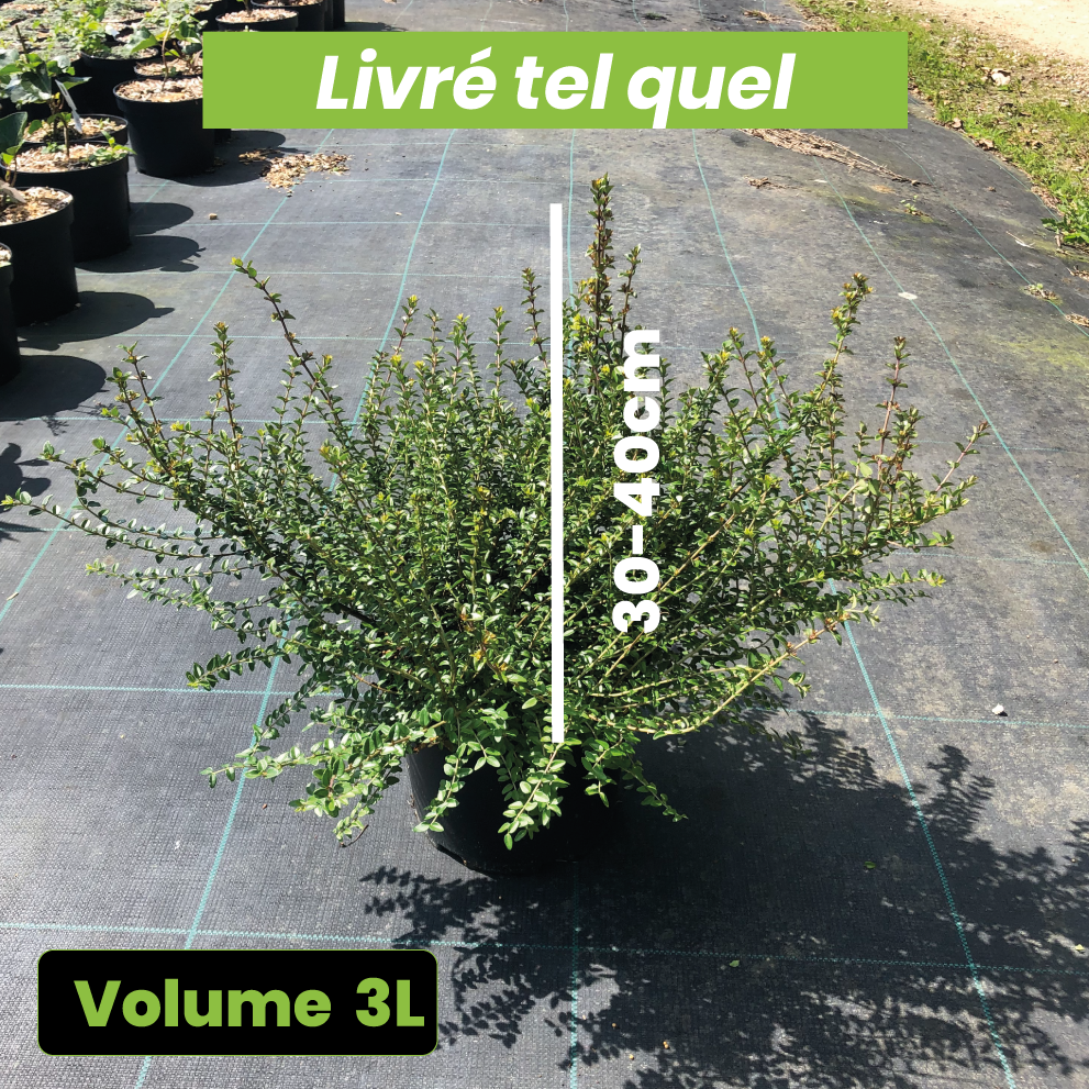 Lonicera Nitida - Chèvrefeuille à feuilles de buis - Volume 3L / 30-40cm