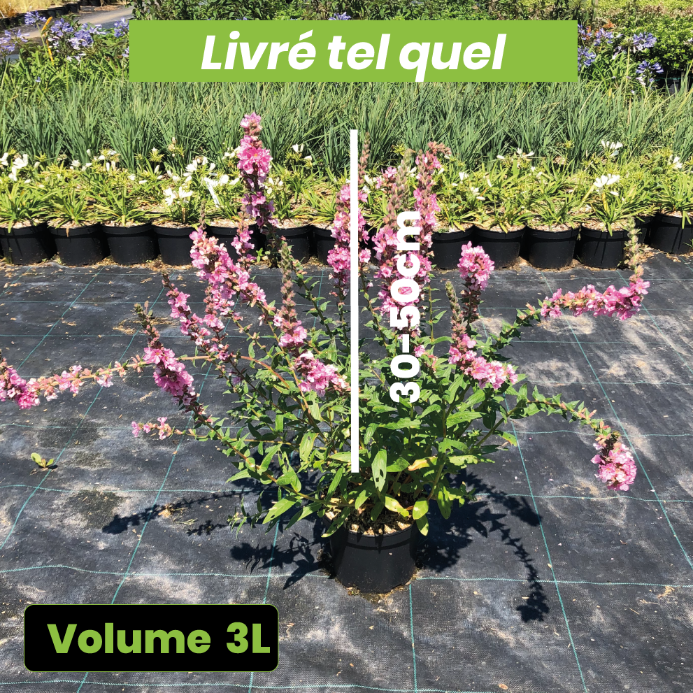 Lythrum Salicaria Blush - Salicaire commune - Volume 3L / 30-50cm