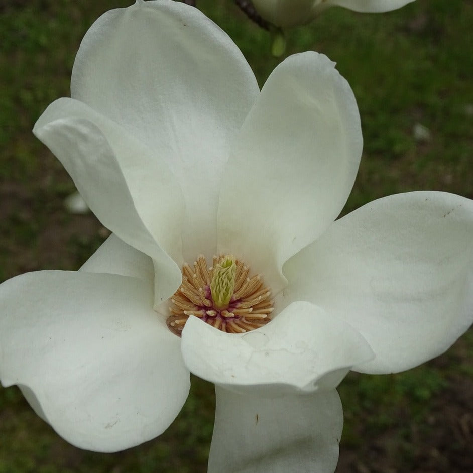 Michelia Yunnanensis - Michelia
