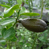Microcitrus Australasica - Citron Caviar