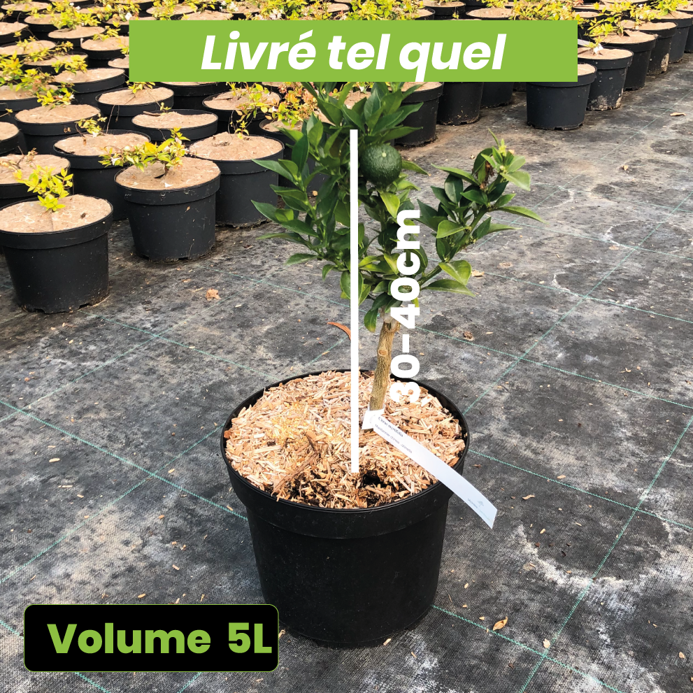 Citrus Myrtifolia - Mandarinier Chinois - Volume 5L / 30-40cm