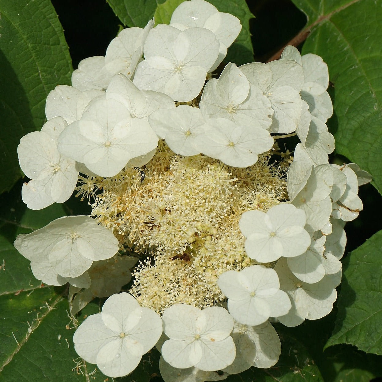 Hydrangea paniculata 'Prim white' - Hortensia Paniculé