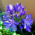 Agapanthus Brilliant Blue - Volume 3L / 20-30cm