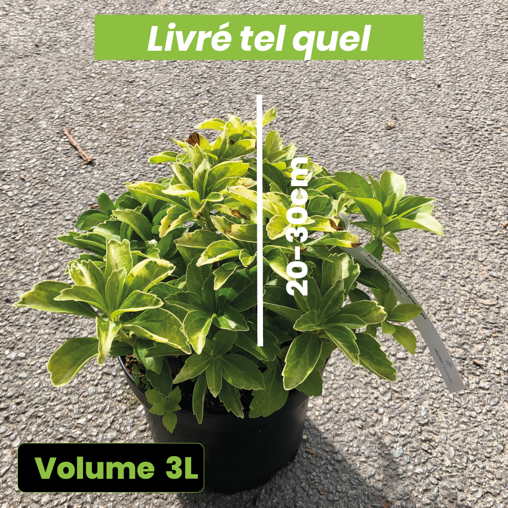 Pachysandra Terminalis Green Carpet - Volume 3L / 20-30cm
