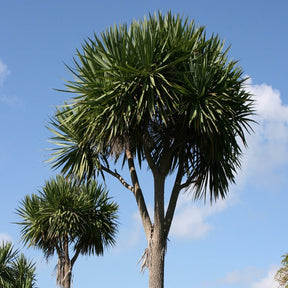 Cordyline australis