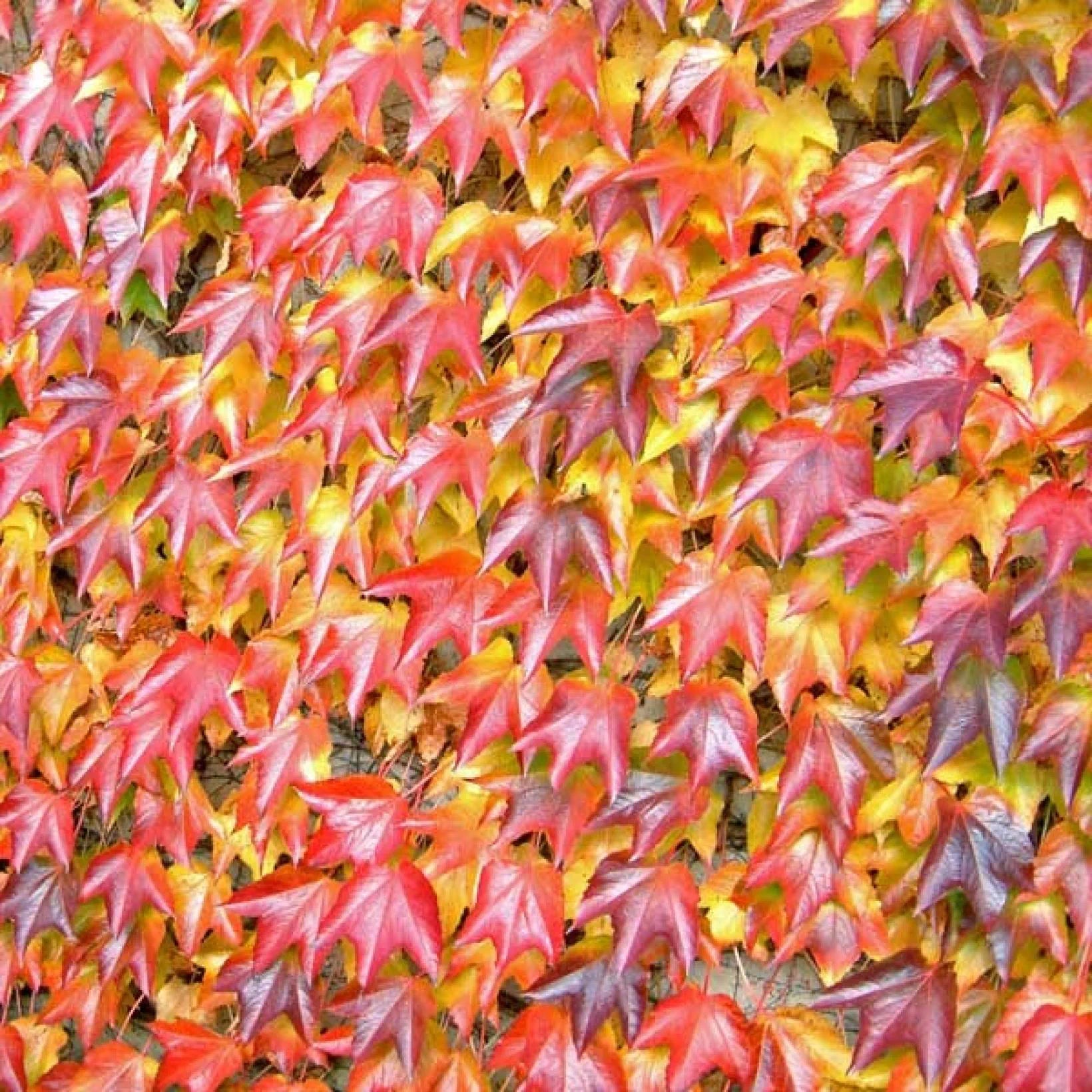 Parthenocissus Tricuspidata Veitchii - Volume 3L / 40-60cm