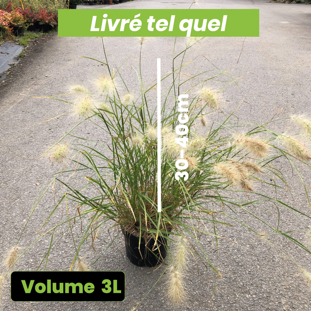 Pennisetum Villosum - Herbe aux écouvillons - Volume 3L / 40-60cm